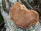 Nyírfa-tapló (Fomitopsis betulina), Dél-Pest